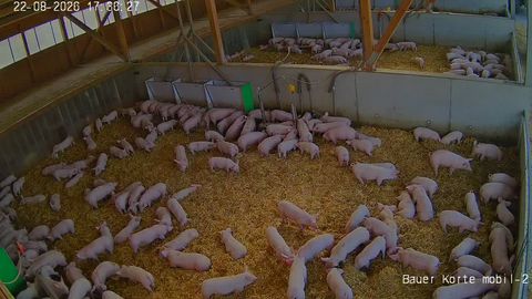 Online camera covering the working area of a farm holding