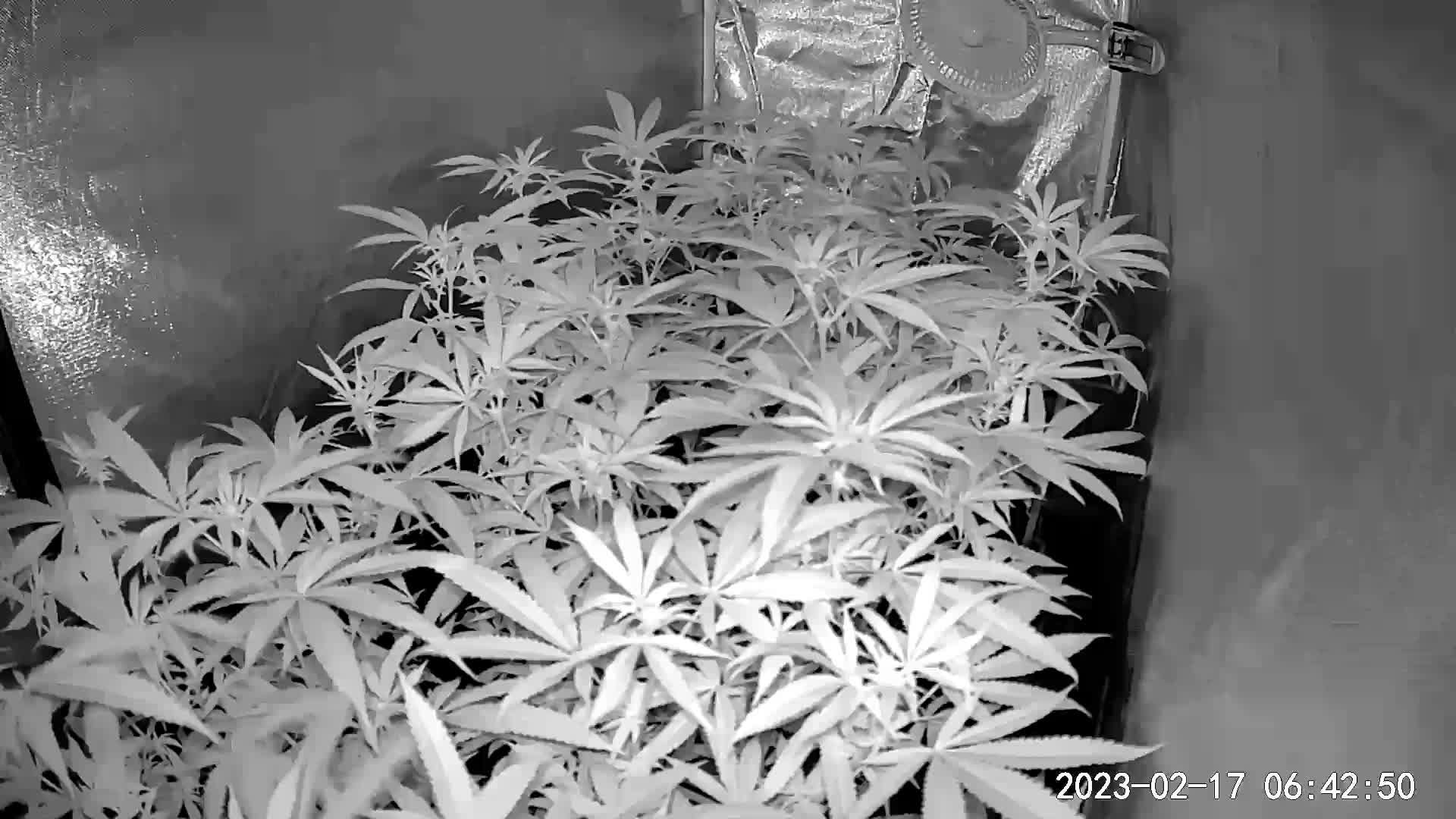 Online view of rows of plants in a greenhouse complex