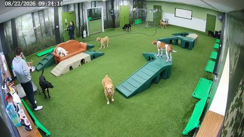 Online camera in a pet living area