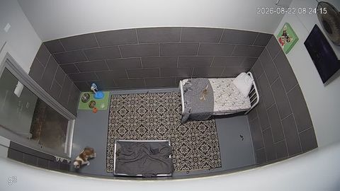 Live stream of a play area for animals