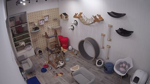 Online camera at a dog training class